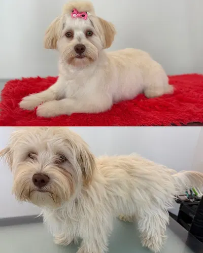 Salon Pielęgnacji Psów Gucio&Maja